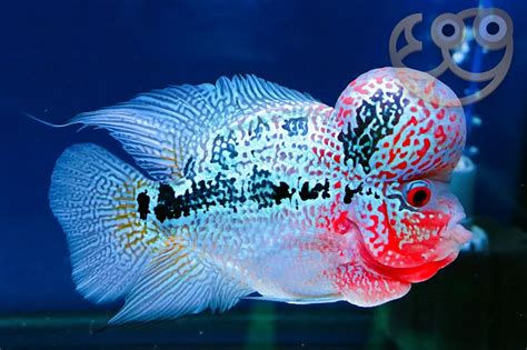 Flowerhorn Fish .